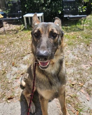 Debo, Adult Male German Shepherd Dog