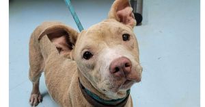 Duchess, Adult Female American Staffordshire Terrier