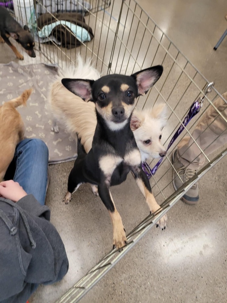 Speedy, an adoptable Dachshund, Miniature Pinscher in Bend, OR, 97701 | Photo Image 1