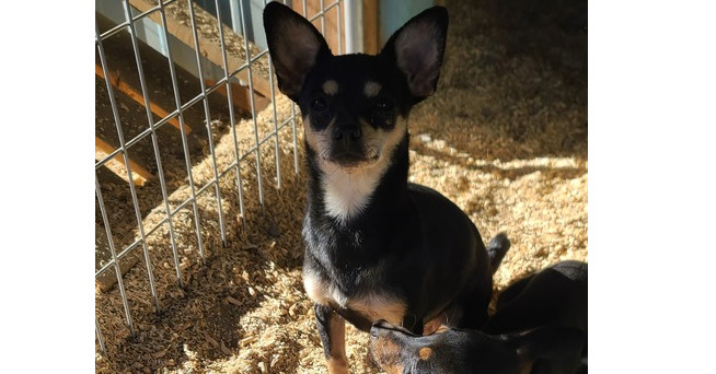 Speedy, an adoptable Dachshund, Miniature Pinscher in Bend, OR, 97701 | Photo Image 3