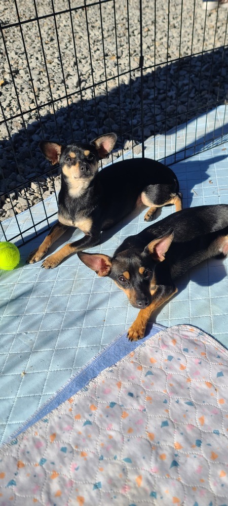 Speedy, an adoptable Dachshund, Miniature Pinscher in Bend, OR, 97701 | Photo Image 4