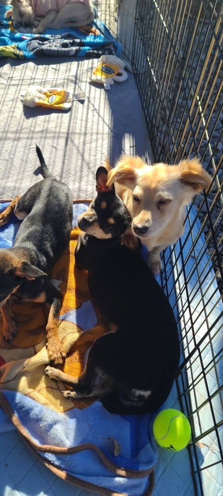 Speedy, an adoptable Dachshund, Miniature Pinscher in Bend, OR, 97701 | Photo Image 5