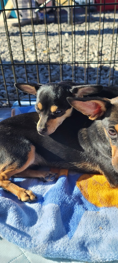 Speedy, an adoptable Dachshund, Miniature Pinscher in Bend, OR, 97701 | Photo Image 6