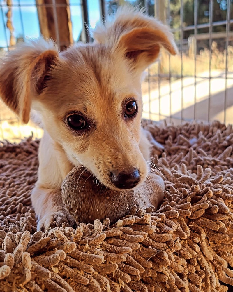 Tanie, an adoptable Corgi, Chihuahua in Bend, OR, 97701 | Photo Image 1