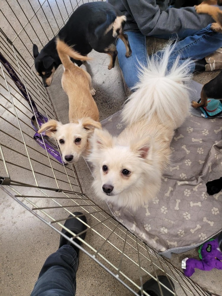 Tanie, an adoptable Corgi, Chihuahua in Bend, OR, 97701 | Photo Image 2