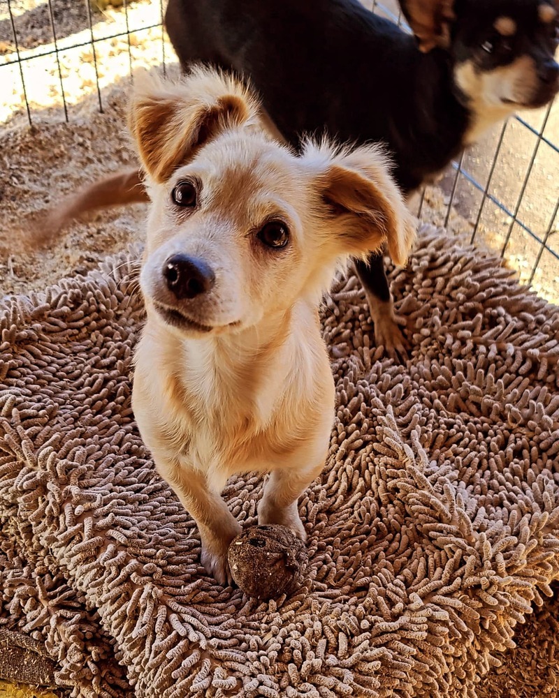 Tanie, an adoptable Corgi, Chihuahua in Bend, OR, 97701 | Photo Image 3