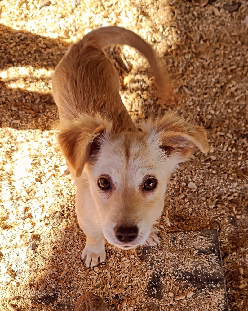 Tanie, an adoptable Corgi, Chihuahua in Bend, OR, 97701 | Photo Image 4