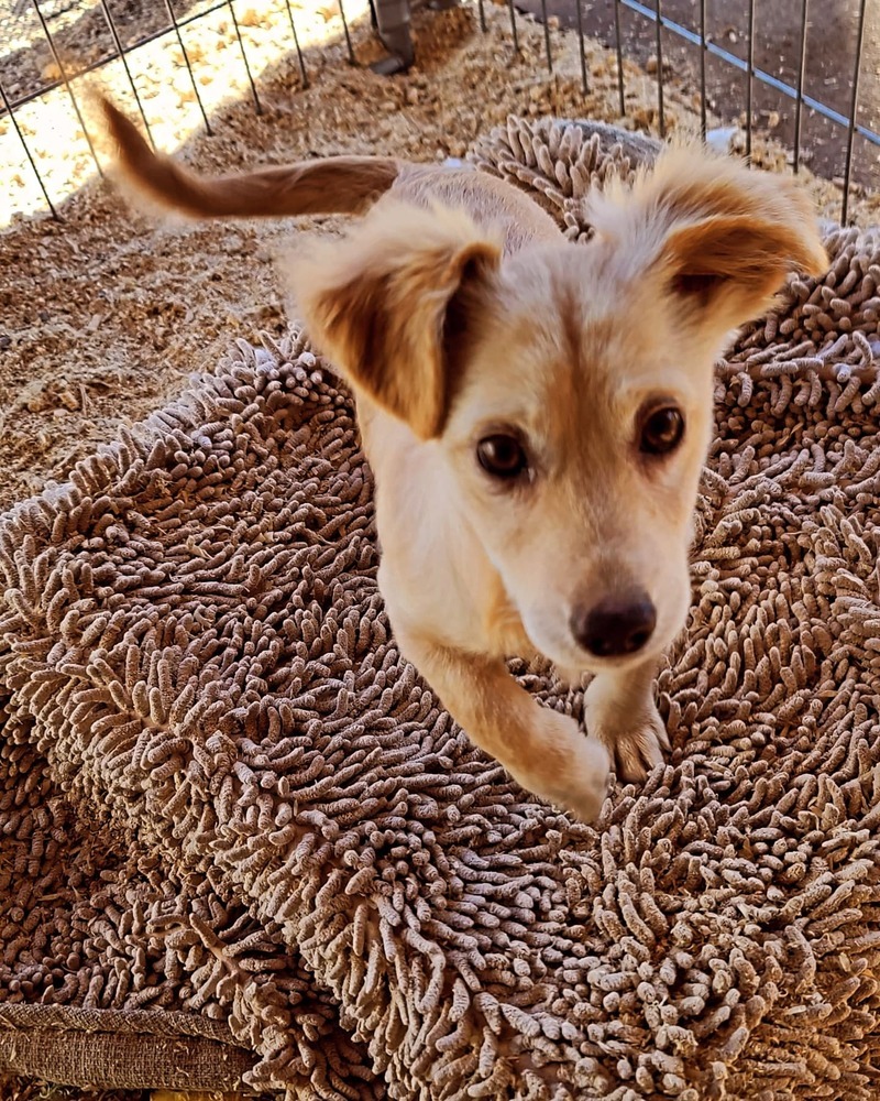 Tanie, an adoptable Corgi, Chihuahua in Bend, OR, 97701 | Photo Image 5