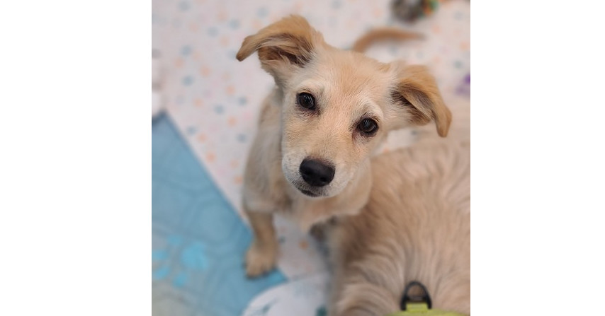 Tanie, an adoptable Corgi, Chihuahua in Bend, OR, 97701 | Photo Image 6