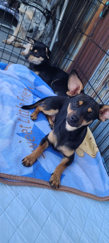 Marty, an adoptable Miniature Pinscher, Dachshund in Bend, OR, 97701 | Photo Image 1