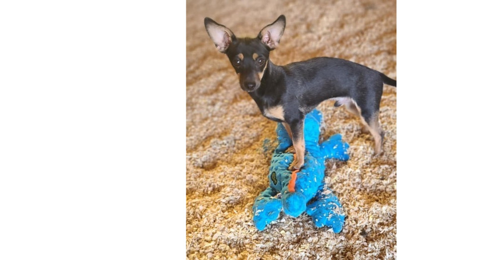 Marty, an adoptable Miniature Pinscher, Dachshund in Bend, OR, 97701 | Photo Image 2