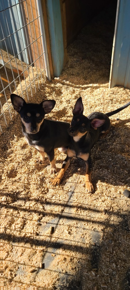 Marty, an adoptable Miniature Pinscher, Dachshund in Bend, OR, 97701 | Photo Image 3