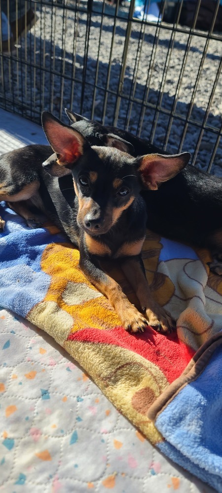 Marty, an adoptable Miniature Pinscher, Dachshund in Bend, OR, 97701 | Photo Image 4