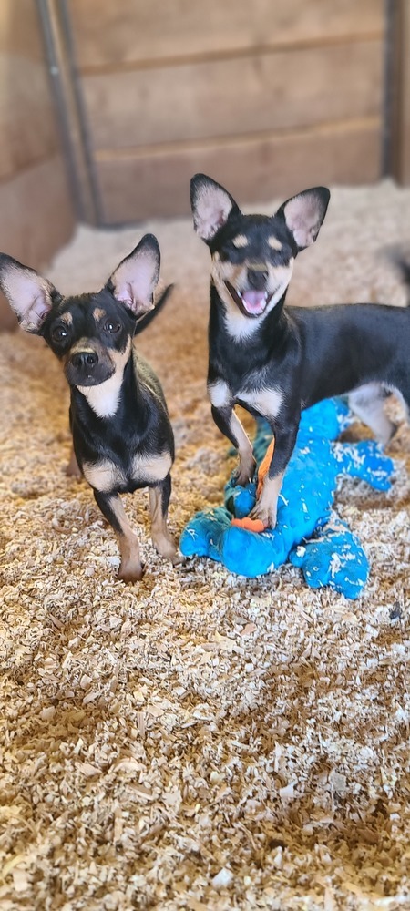 Marty, an adoptable Miniature Pinscher, Dachshund in Bend, OR, 97701 | Photo Image 5