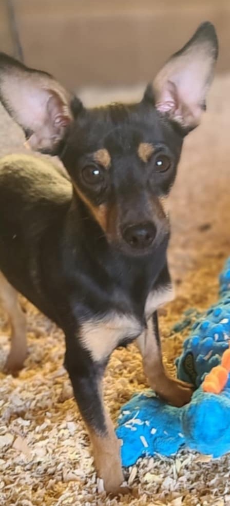 Marty, an adoptable Miniature Pinscher, Dachshund in Bend, OR, 97701 | Photo Image 6