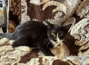 M &amp; M, Young Female Domestic Short Hair