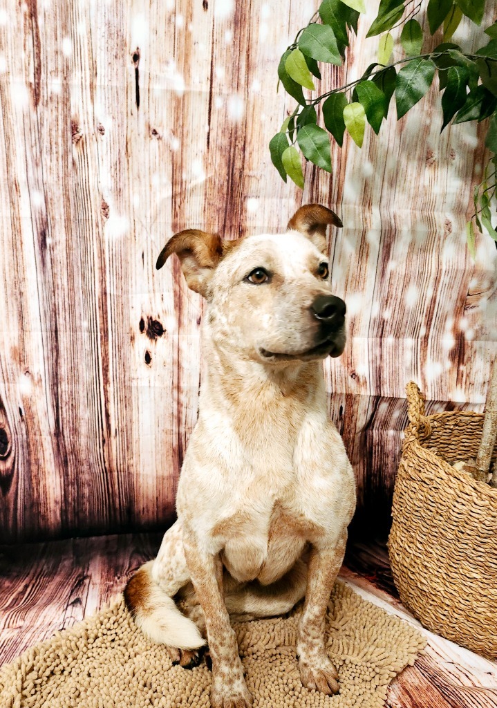 Roscoe