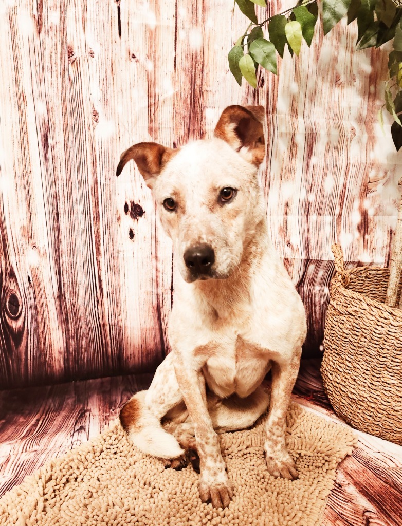 Roscoe
