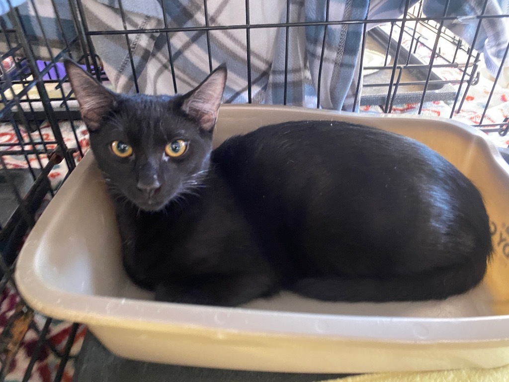 Dominic, an adoptable Domestic Short Hair in Grand Junction, CO, 81505 | Photo Image 1