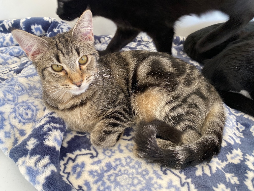 Delilah, an adoptable Domestic Short Hair in Grand Junction, CO, 81505 | Photo Image 1