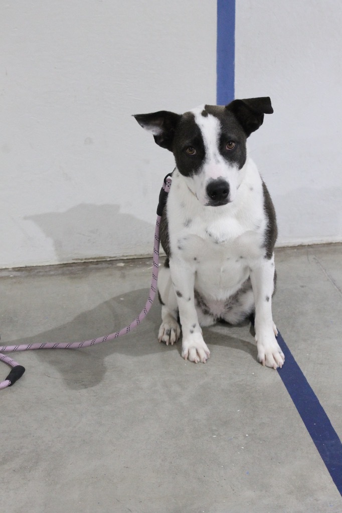 Jenny, an adoptable McNab, Mixed Breed in Tucumcari, NM, 88401 | Photo Image 1