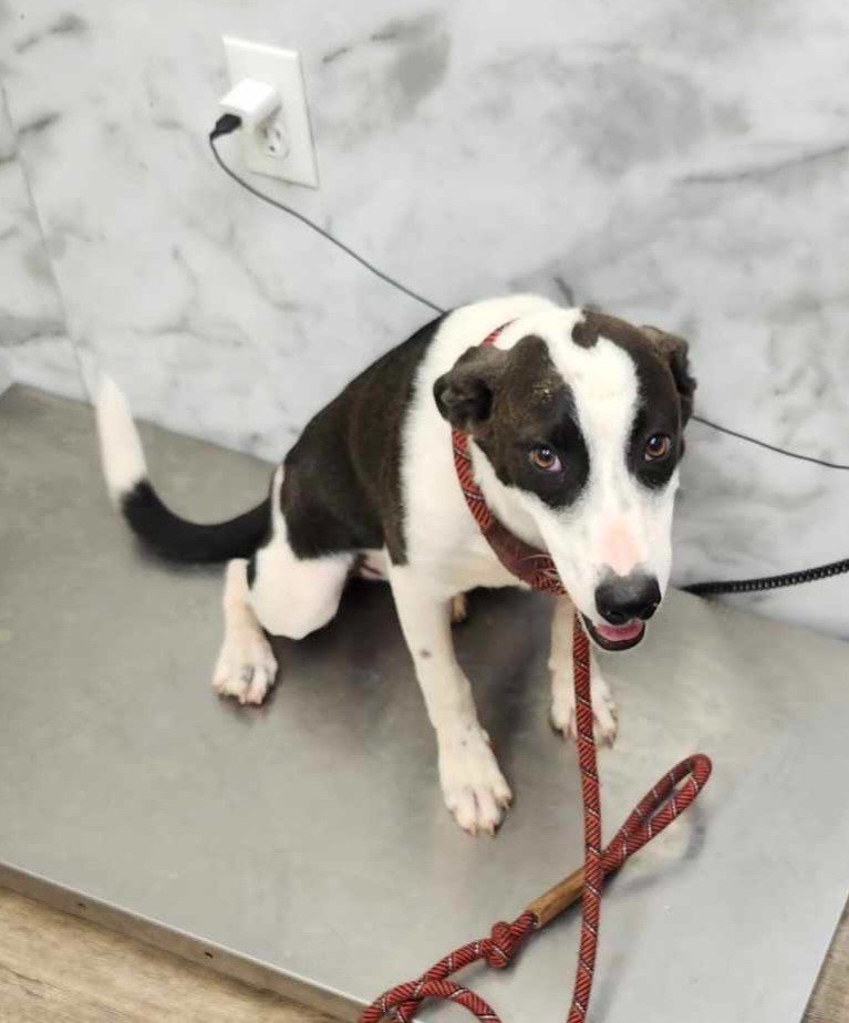 Jenny, an adoptable McNab, Mixed Breed in Tucumcari, NM, 88401 | Photo Image 2