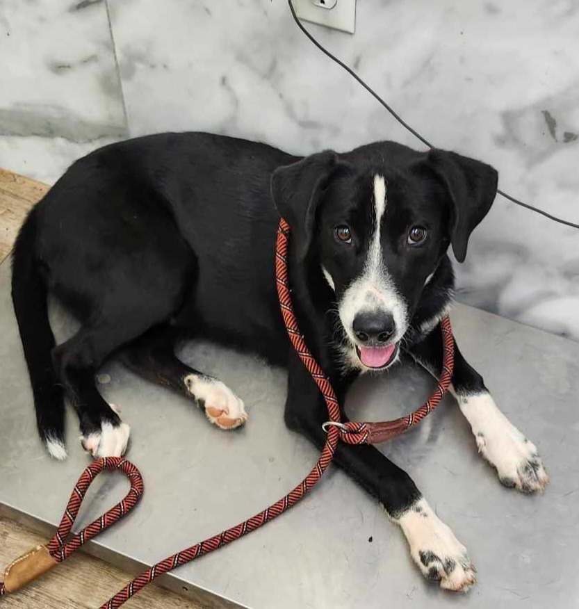 Joe, an adoptable McNab, Mixed Breed in Tucumcari, NM, 88401 | Photo Image 1