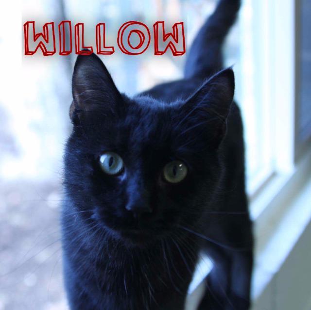 Willow the Black, an adoptable Domestic Short Hair in Sandy, UT, 84070 | Photo Image 1