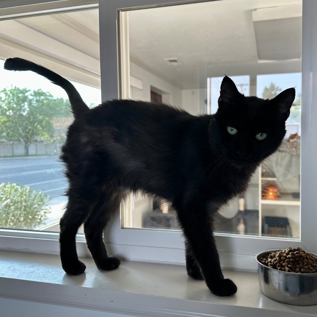 Willow the Black, an adoptable Domestic Short Hair in Sandy, UT, 84070 | Photo Image 1