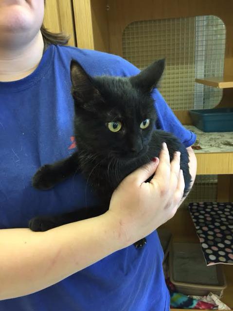 Willow the Black, an adoptable Domestic Short Hair in Sandy, UT, 84070 | Photo Image 2