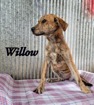 Willow