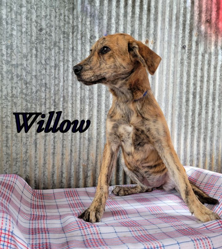 Willow 1