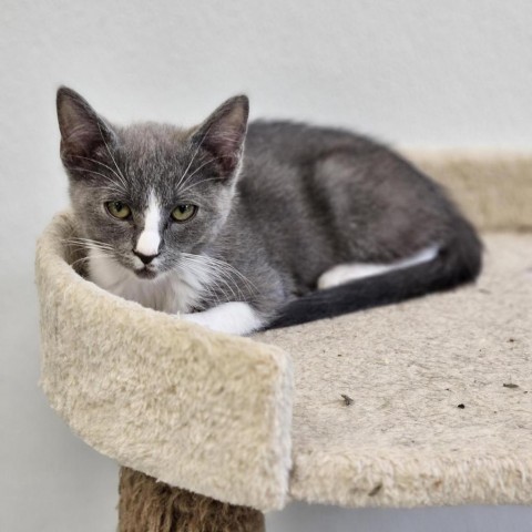 Janis, an adoptable Domestic Short Hair in Mount Shasta, CA, 96067 | Photo Image 1