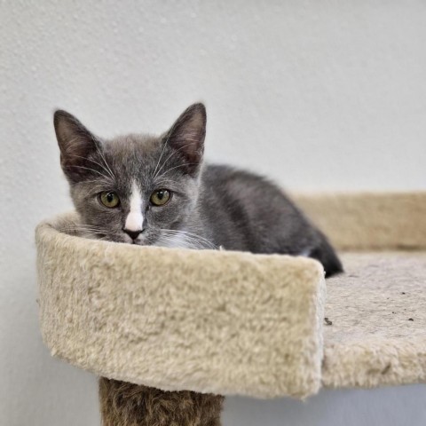 Janis, an adoptable Domestic Short Hair in Mount Shasta, CA, 96067 | Photo Image 2