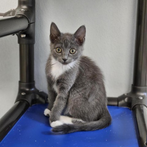 Indigo Moonflower, an adoptable Domestic Short Hair in Mount Shasta, CA, 96067 | Photo Image 1