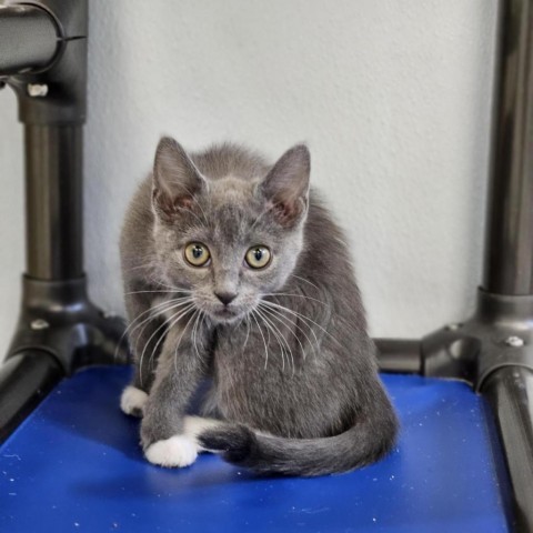 Indigo Moonflower, an adoptable Domestic Short Hair in Mount Shasta, CA, 96067 | Photo Image 2