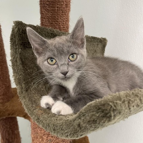 Indigo Moonflower, an adoptable Domestic Short Hair in Mount Shasta, CA, 96067 | Photo Image 3