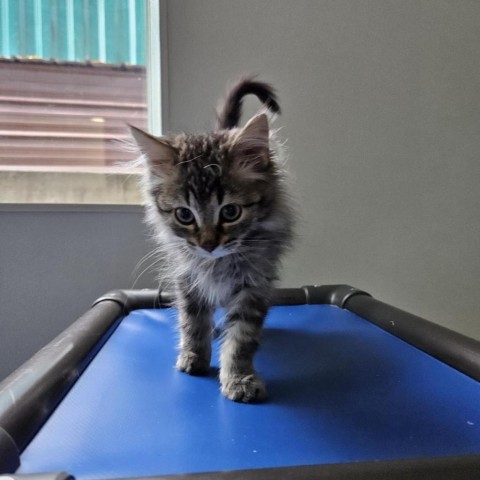 Sophia, an adoptable Domestic Medium Hair in Mount Shasta, CA, 96067 | Photo Image 1