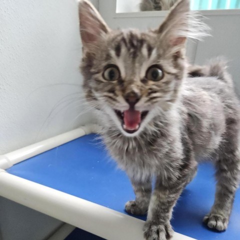 Chava, an adoptable Domestic Medium Hair in Mount Shasta, CA, 96067 | Photo Image 1