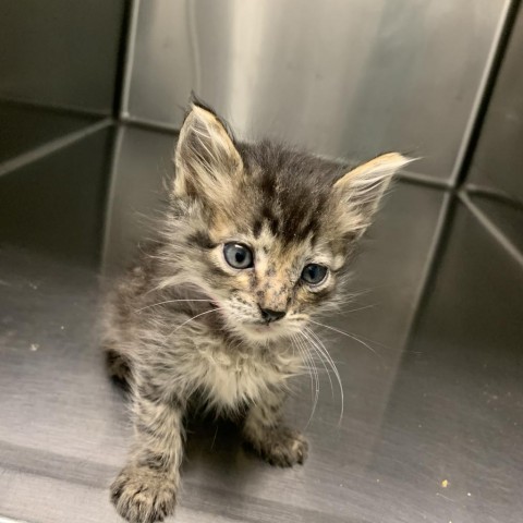 Chava, an adoptable Domestic Medium Hair in Mount Shasta, CA, 96067 | Photo Image 3