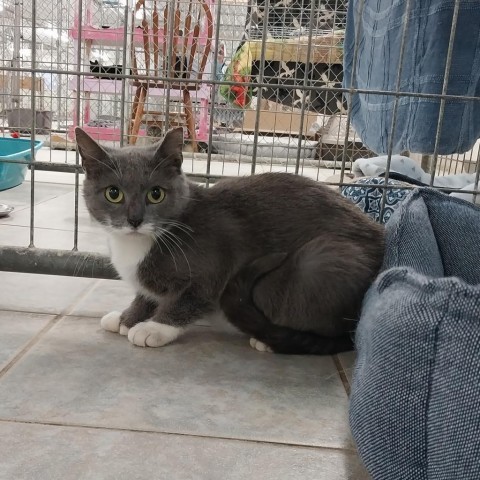Gobstopper (vestal Petsmart) photo 1