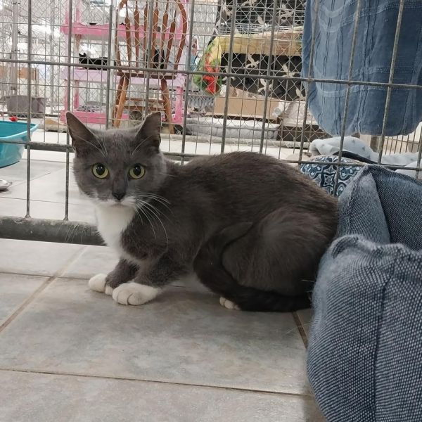 Gobstopper (vestal Petsmart) thumbnail 2