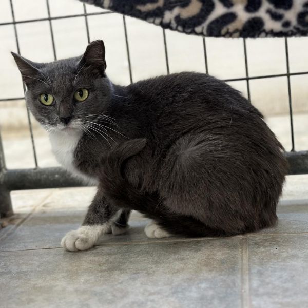 Gobstopper (vestal Petsmart) thumbnail 3