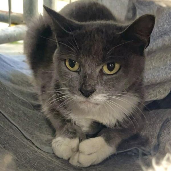 Gobstopper (vestal Petsmart) thumbnail 4