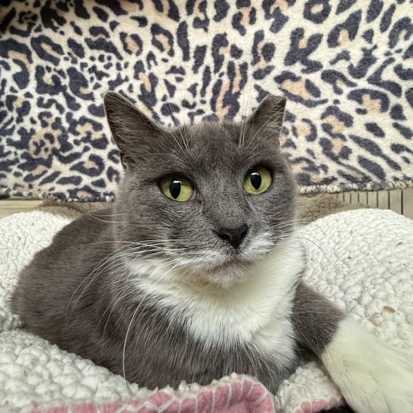 Gobstopper (vestal Petsmart) thumbnail 6