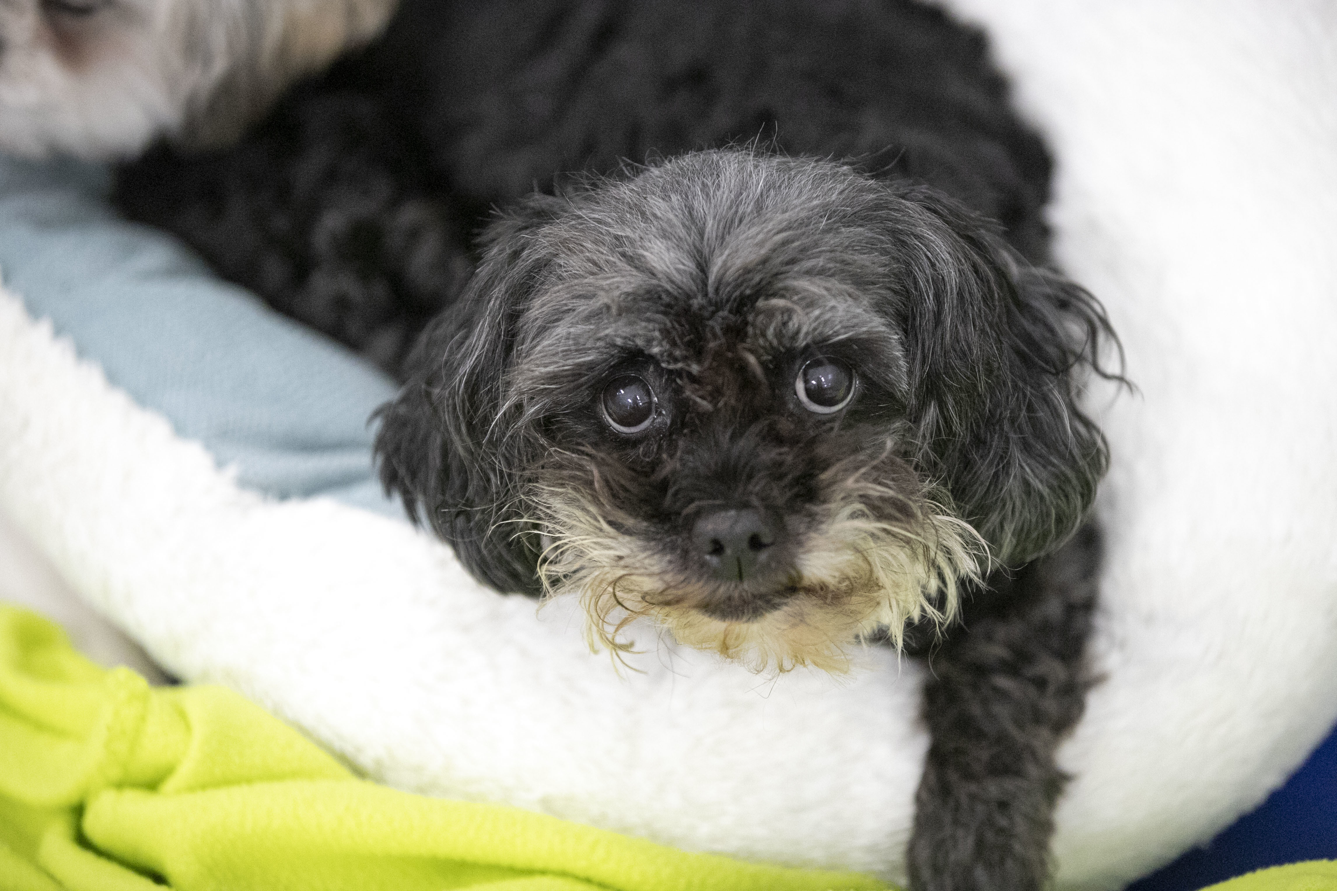 Breezy, an adoptable Pekingese, Poodle in Peyton, CO, 80831 | Photo Image 1