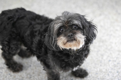 Breezy, an adoptable Pekingese, Poodle in Peyton, CO, 80831 | Photo Image 2