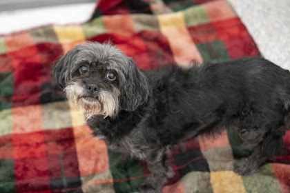 Breezy, an adoptable Pekingese, Poodle in Peyton, CO, 80831 | Photo Image 3