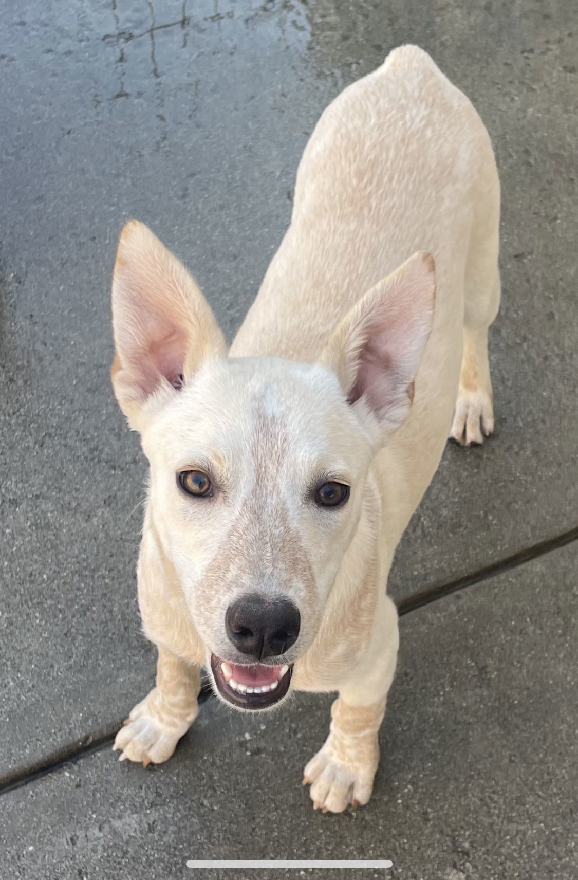 Cody, an adoptable Australian Cattle Dog / Blue Heeler in Estacada, OR, 97023 | Photo Image 1