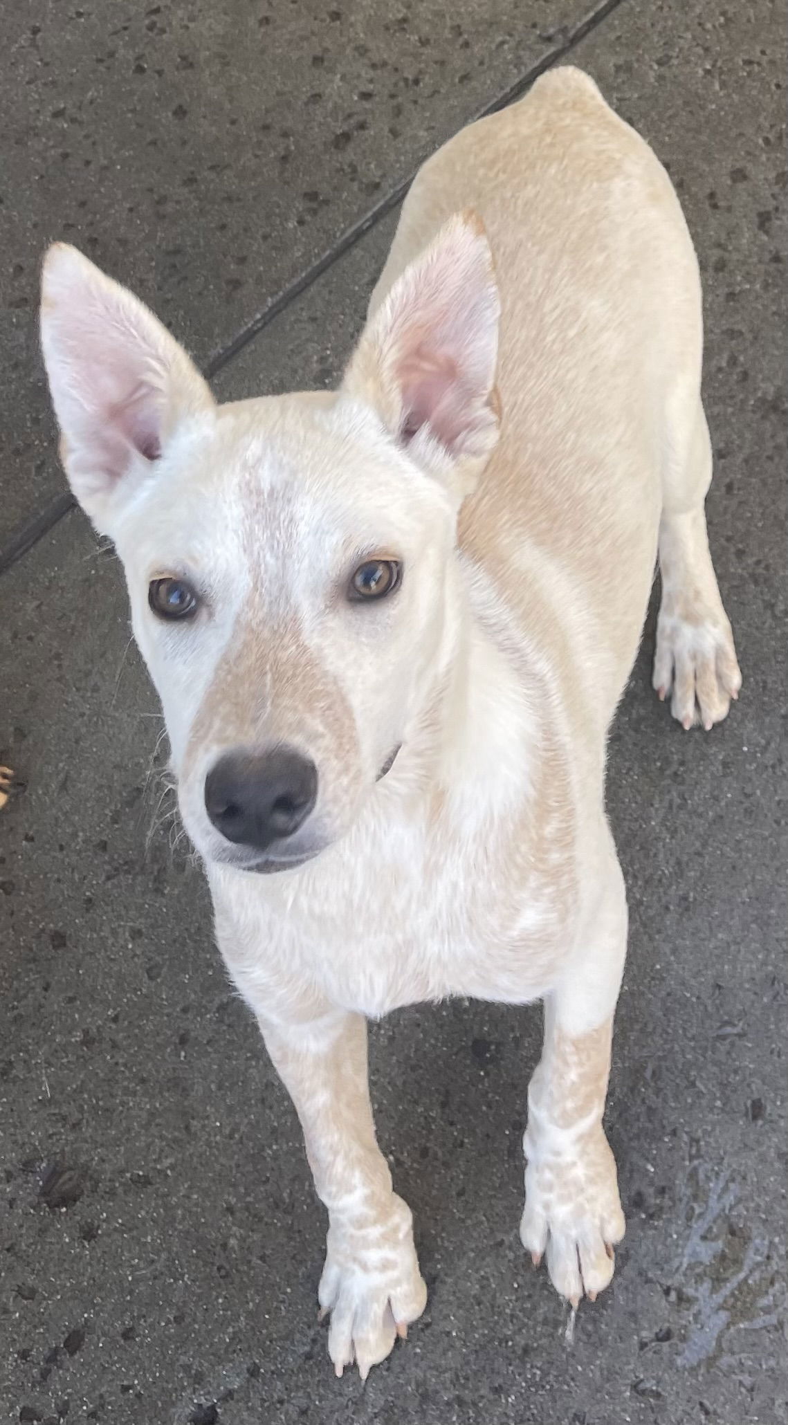 Cody, an adoptable Australian Cattle Dog / Blue Heeler in Estacada, OR, 97023 | Photo Image 3